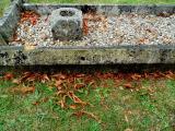 image of grave number 583146